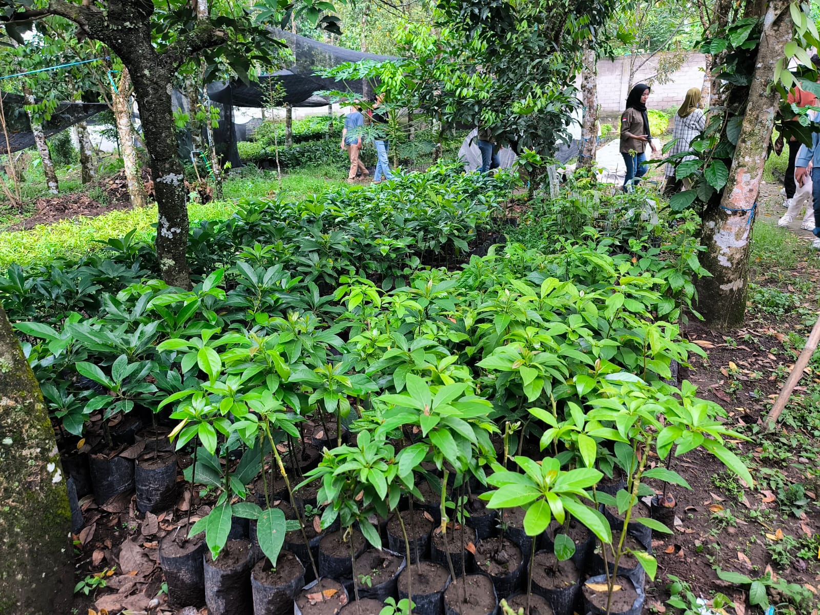 IMG-20241126-WA0209